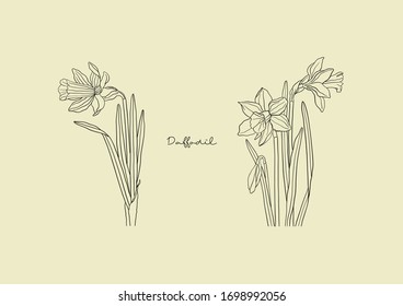 Vector Illustration of Flowers, Daffodil
