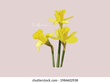 Vector Illustration of Flowers, Daffodil	