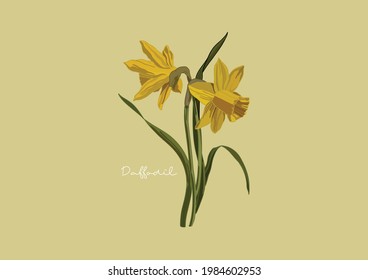 Vector Illustration of Flowers, Daffodil	