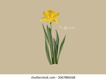 Vector Illustration of Flowers, Daffodil