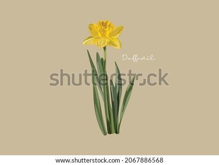 Vector Illustration of Flowers, Daffodil