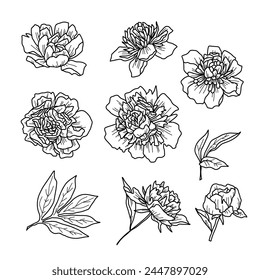 Vector illustration of flowers in doodle handdraw style.