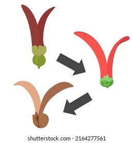 Vector illustration of flowers and fruit of the Dipterocarpus alatus Roxb plant or na tree. With the arrow icon, the shape of the flower changes. on a white background.