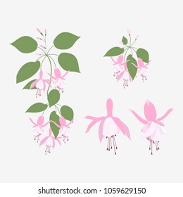 Vector illustration of flowers fuchsia on white isolated background. Template for design of an album, poster, shop, web design.