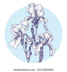 Vector illustration of flowers irises in engraving style