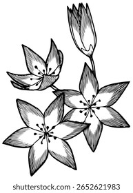 Ilustração vetorial de flores isoladas sobre fundo branco.