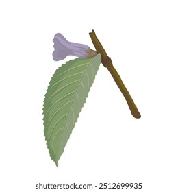 Vektorgrafik von Blumen, Blättern und Stängeln der indischen endemischen Pflanze Neelakurinji oder Strobilanthes kunthiana einzeln auf weißem Hintergrund