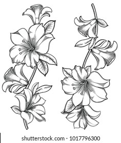 Vector illustration of flowers and leaves.Very detailed lily flowers in sketch style.Elegant floral decoration  for design.Hand drawn and separated in each group. Isolated on white background