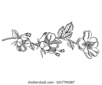 Vector illustration of flowers and leaves.Very detailed flowers in sketch style.Elegant floral decoration  for design.Elements of composition are separated in each group. Isolated on white background