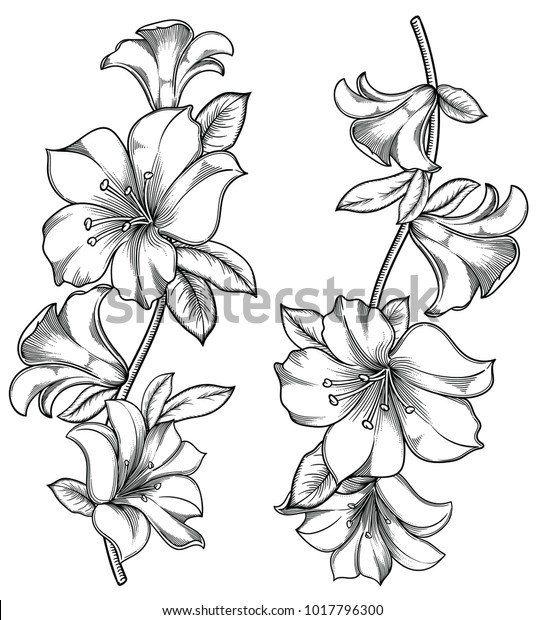花と葉のベクターイラスト スケッチスタイルの非常に詳細なユリの花 デザイン用のエレガントな花柄のデコレーション 手描きの各グループに分割 白い背景に分離型 のベクター画像素材 ロイヤリティフリー