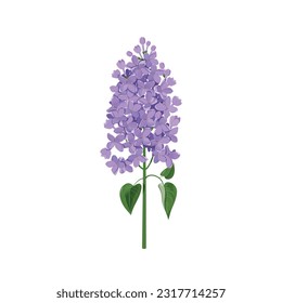 Vector illustration with flowers of lilac on a white isolated background. Template for greeting cards, invitations, web designs.