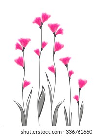 Vector illustration of flowers on a white background