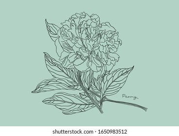 Vector Illustration of Flowers, Peony