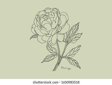 Vector Illustration of Flowers, Peony
