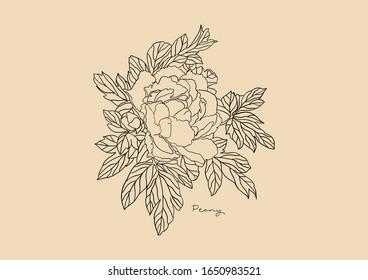Vector Illustration of Flowers, Peony