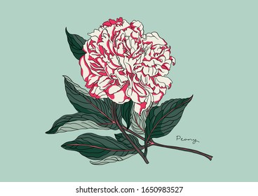 Vector Illustration of Flowers, Peony