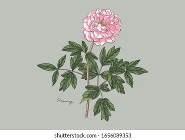 Vector Illustration of Flowers, Peony