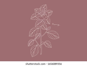 Vector Illustration of Flowers, Peony