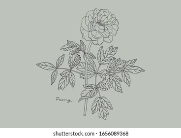 Ilustración vectorial de flores, Peony