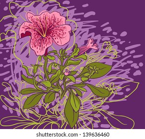 vector illustration of flowers of petunia