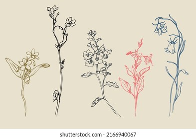 Ilustración de vectores - Flores y plantas opción 5