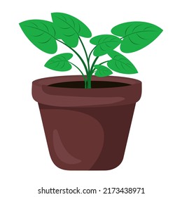 vector illustration of flowers in pots, plants in pots