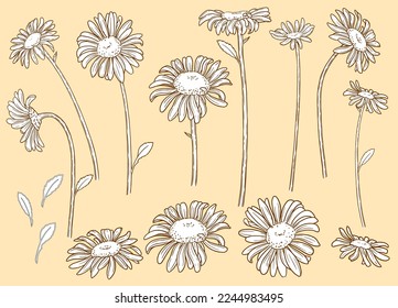 Vector Illustration of flowers. Set of chamomiles isolated on background