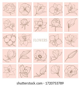 Vector illustration. Flowers set. Line elements