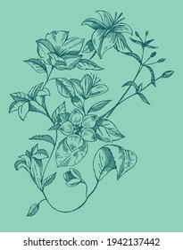 Ilustración vectorial de las flores en trazos desnudos y desiguales.