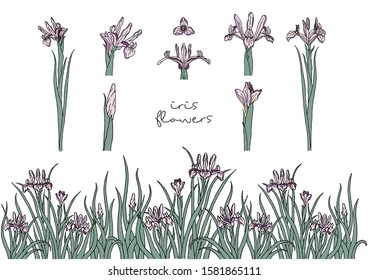 Vector Illustration of Flowers, Violet Iris