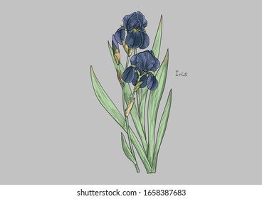 Vector Illustration of Flowers, Violet Iris