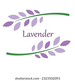 Ilustración vectorial flores lavanda violeta sobre fondo blanco, para los productos de envasado que contengan lavanda