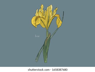 Vector Illustration of Flowers, Yellow Iris