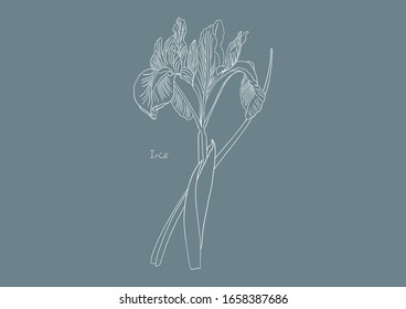 Vector Illustration of Flowers, Yellow Iris