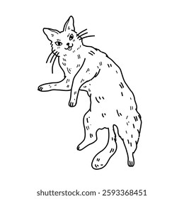 Vector illustration of fluffy cat with cute smile and long whiskers lying on his back on white background. For children's coloring books and veterinary clinic design