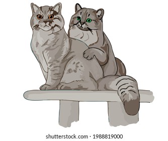 Vektorgrafik: flauschige Katzengeschwister