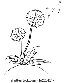 Vector illustration. Fluffy dandelion. Black outline sketch