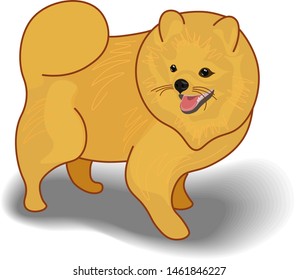 Vector illustration of a fluffy dog isolated on white background. This cute cartoon dog looks like a Pomeranian Spitz