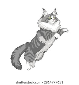 Vector Illustration of a Fluffy Grey and White Maine Coon Cat Jumping and Pouncing Isolated on White
