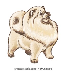 Vector illustration of a fluffy light beige dog isolated on white background. This cute cartoon dog looks like a Pomeranian Spitz, Chines chow chow dog, Finnish Spitz, russian samoyed or german spitz