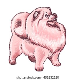 Vector illustration of a fluffy pink dog isolated on white background. This cute cartoon dog looks like a Pomeranian Spitz, Chines chow chow dog, Finnish Spitz, russian samoyed or red german spitz