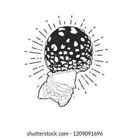 Vector illustration - Fly agaric isolated on white background