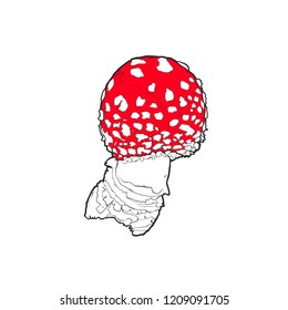 Vector illustration - Fly agaric isolated on white background