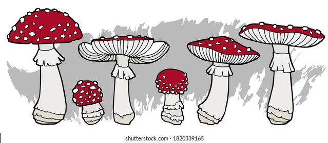 Vector illustration. Fly agarics of different sizes. Mushroom set.