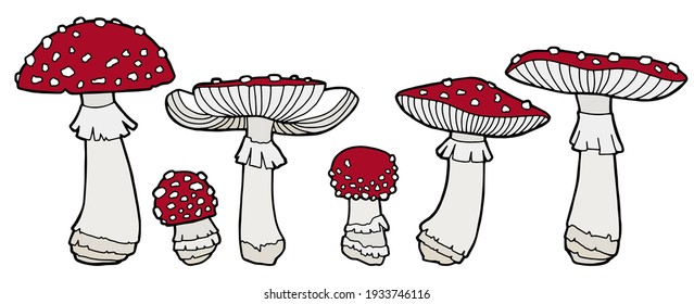 Vector illustration. Fly agarics of different sizes. Mushroom set.