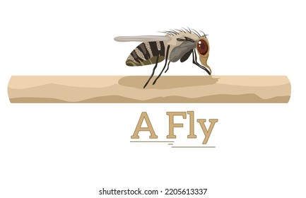 Vector illustration, a fly perched on a wooden stick isolated on a white background
