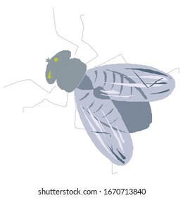 Vector illustration of fly in vintage engraved style biology 