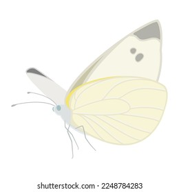 Vector illustration of flying cabbage white butterfly isolated on background.