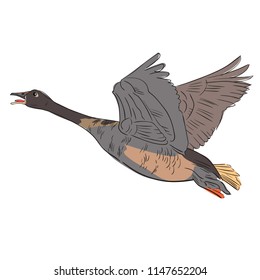 Vector illustration of flying goose. Sketch. Black outline and color. Isolated on white background.