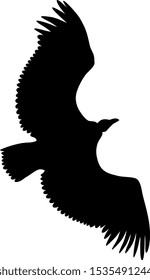 Vector illustration of flying Griffon vulture  silhouette